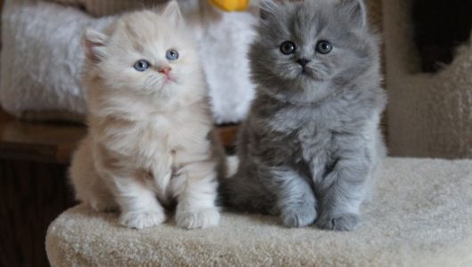 British-Longhair-Kitten
