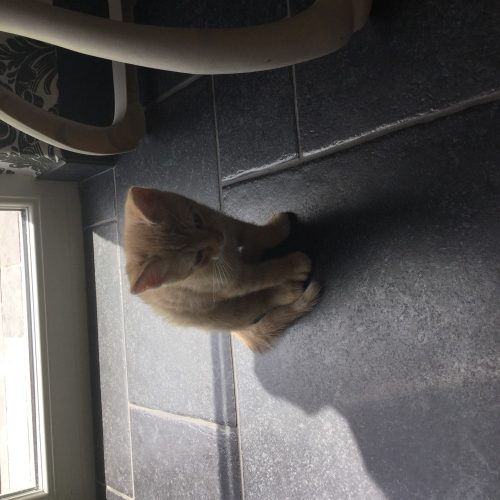 Wij zoeken een kater, liefst een rosse maar een tijgertje is ook zekers welkom!