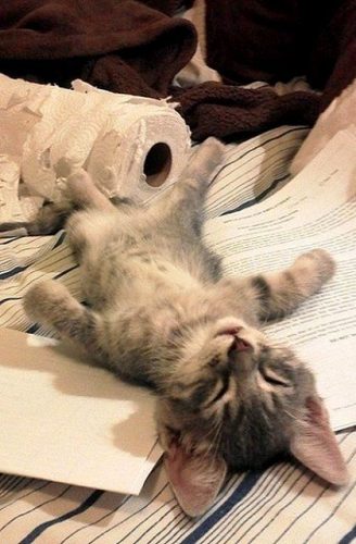 Kitten gezocht regio Antwerpen