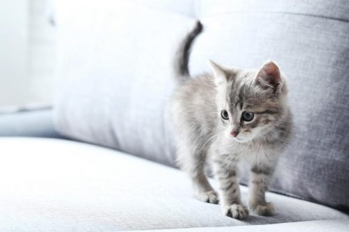 Kitten gezocht