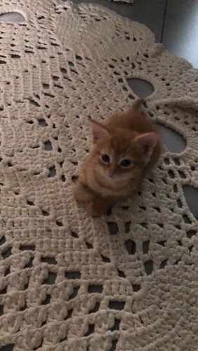 ROSSE KITTEN (KATER)