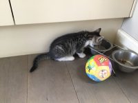 Gratis kittens af te halen