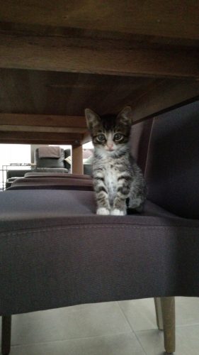 Broertje/zusje gezocht voor onze kat