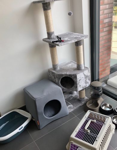 2 schattige kittens gezocht regio Destelbergen