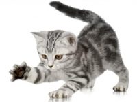 Grijs wit tijgerkitten