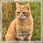 Rosse kitten ( kater )