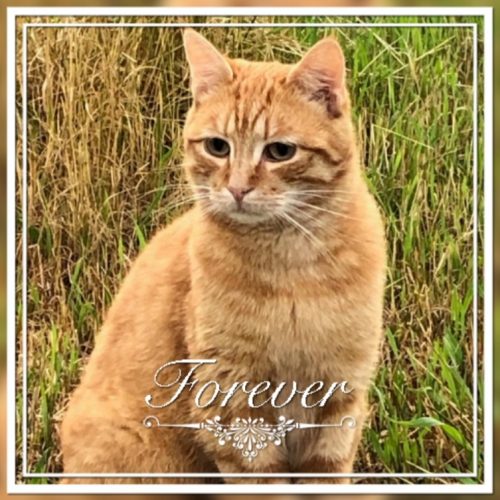 Rosse kitten ( kater )