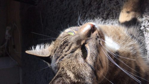 Aanhankelijke kattin 3j oud