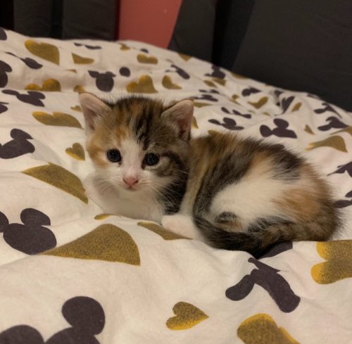 Kitten zoekt thuis