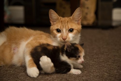 Dringend jonge kitten gezocht!