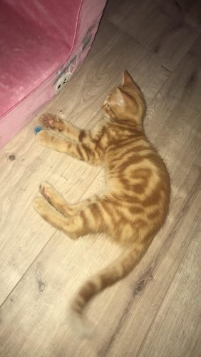 Jongen kitten bijna 4 maanden