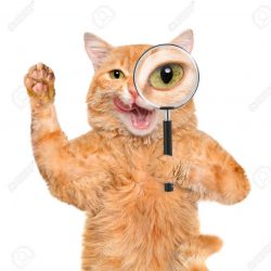 41120389-cat-with-magnifying-glass-and-searching