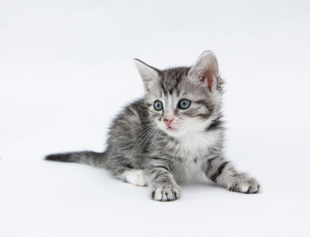 Gelukkig Gezond eten Kwijtschelding Kitten gezocht