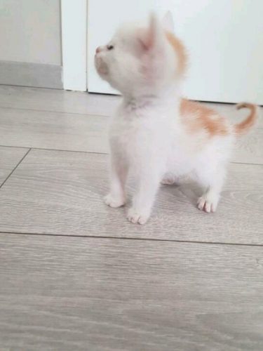 Gezocht: meest lieve kleine kitten