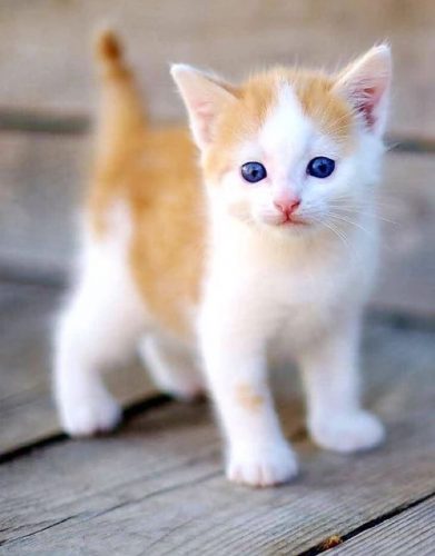 Gezocht klein kitten!