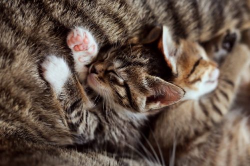 kittens ter adoptie aanbieden