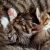 kittens ter adoptie aanbieden