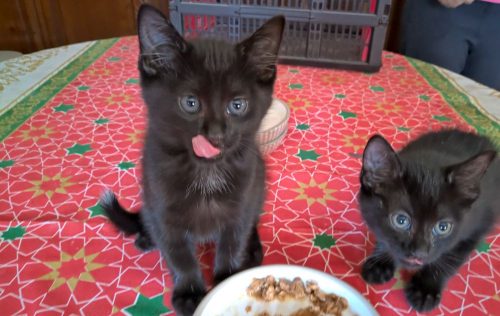 Lieve, schattige kittens te geef!  https://m.facebook.com/story.php?story_fbid=10156099727946548&id=698596547