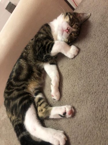 Gratis kitten weg 5 maanden