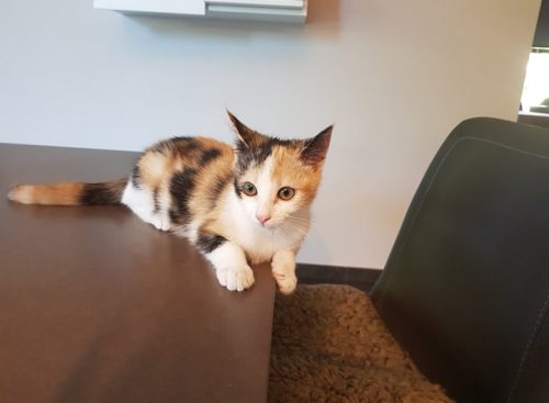 Lappenkatje vondeling   AFGEHAALD