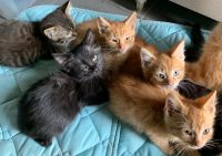 lieve kittens zoeken warme thuis