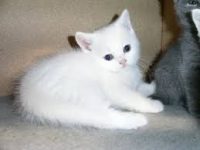 witte baby poes