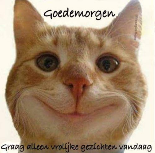 Rosé kitten gezocht