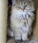 Langharige kitten gezocht