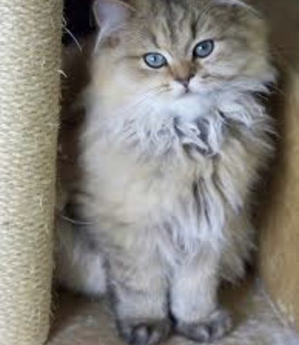 Langharige kitten gezocht