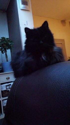 zwart half/lang haar