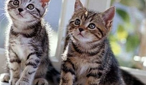 Een grijs achtige kleur kitten die tijger achtige patronen heeft.