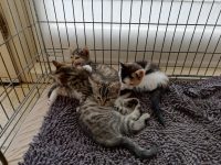 tijgers kittens