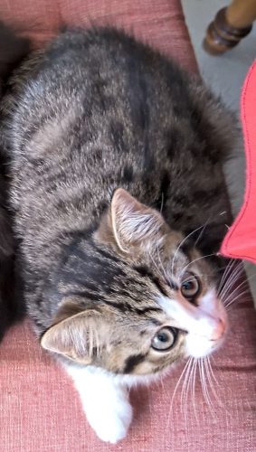 UPDATE: Twee mooie kittens te geef.