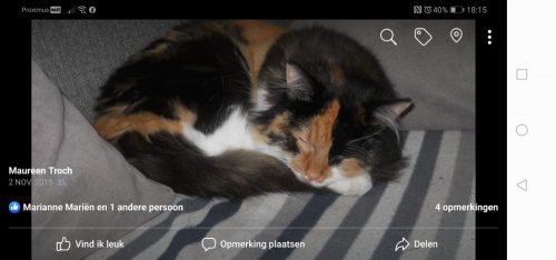kitten gezocht