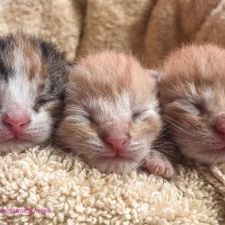 about-kitten-rescue-curacao