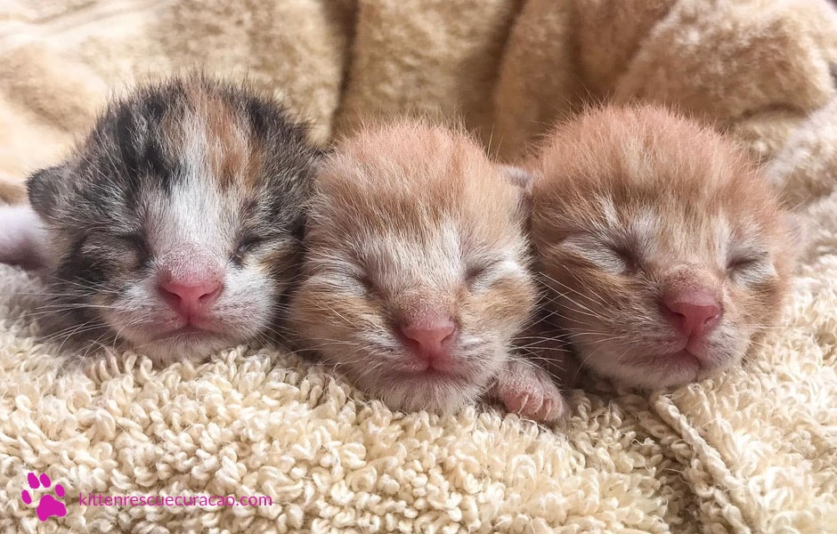 Gezocht Duo Kittens Man vrouw Of Katertje Alleen