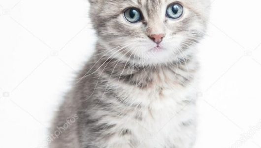 depositphotos_32335301-stock-photo-grey-striped-kitten