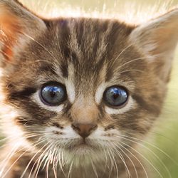436_Kitten