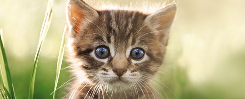 Kitten – kater