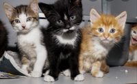 Kitten kattin