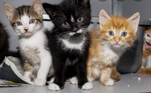 Kitten kattin