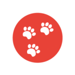 Gratis kitten gezocht