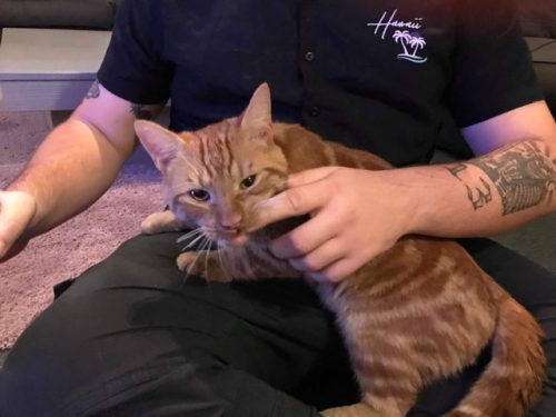 Gratis rosse jonge kater