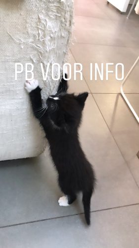 Prachtige donzige kittens