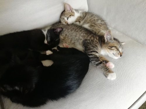 3 lieve kittens op zoek naar warm huisje