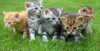 Lief, leuk speels kitten