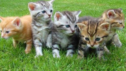 Kittens-en-melk-goede-combinatie-640x330