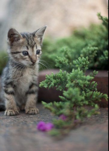 Beste,  We zijn opzoek naar een speels kitten die het nest mag verlaten. Liefst regio Antwerpen.  mvg