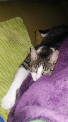 Wij bieden een warme thuis voor kittens!