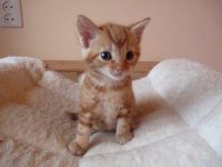 gezocht  speels tijger kitten